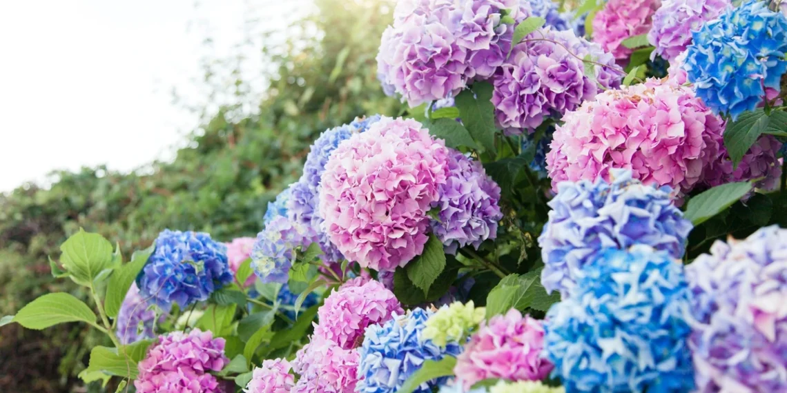 Sodininkų triukas: virtuvės ingredientas gali paskatinti hortenzijų augimą