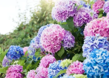 Sodininkų triukas: virtuvės ingredientas gali paskatinti hortenzijų augimą