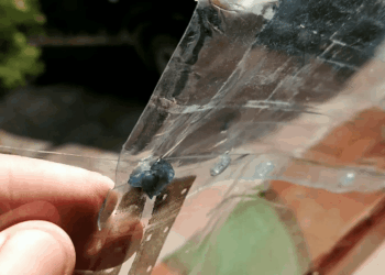 Keista plastikinių butelių konstrukcija darže? Pasirodo, tai genialus sprendimas