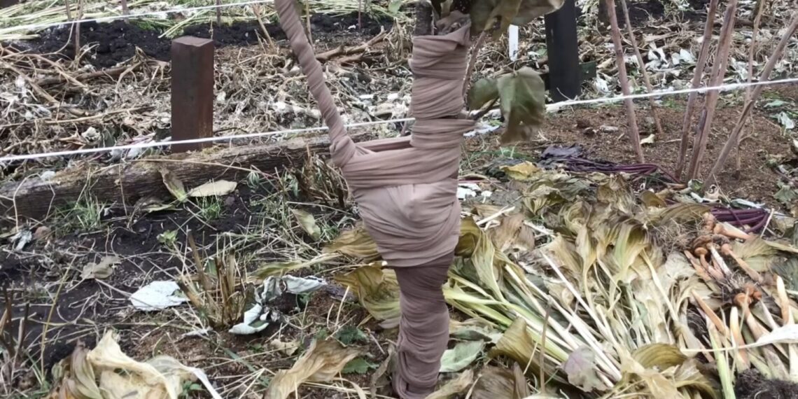 Kodėl sodininkai medžių kamienus apvynioja pėdkelnėmis? Senas triukas sode