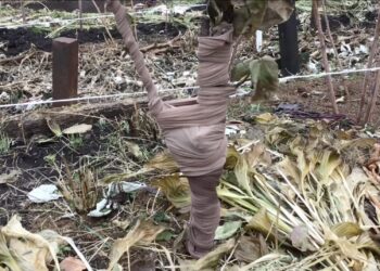 Kodėl sodininkai medžių kamienus apvynioja pėdkelnėmis? Senas triukas sode