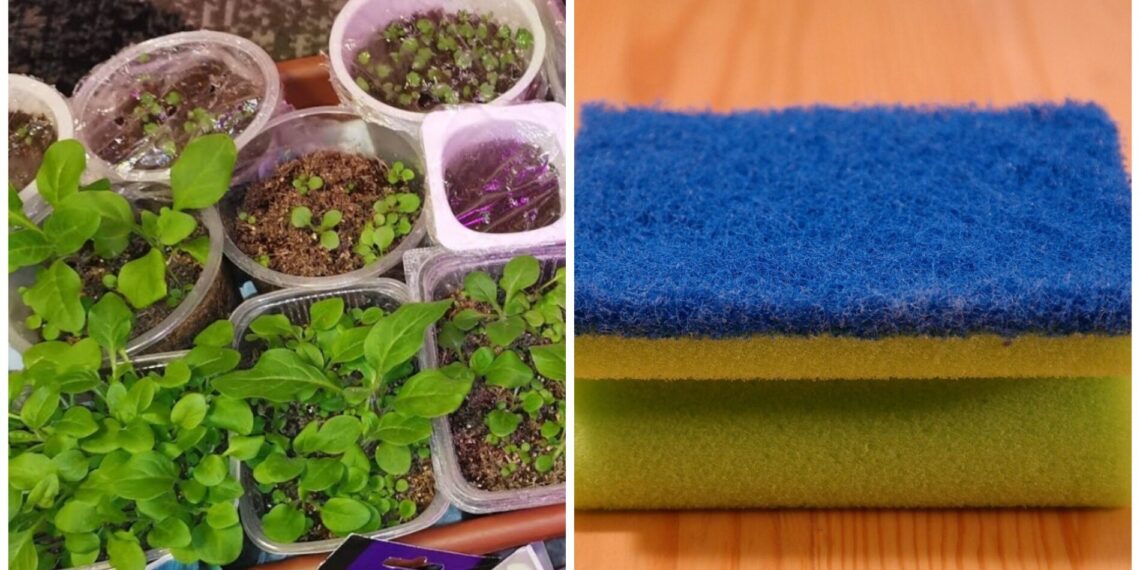 Netikėtas sodininkystės triukas: paprasta kempinėlė gali išgelbėti jūsų daigus