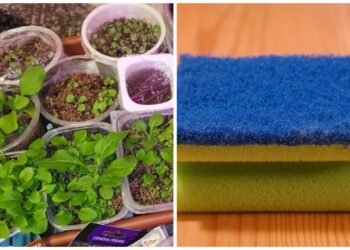 Netikėtas sodininkystės triukas: paprasta kempinėlė gali išgelbėti jūsų daigus