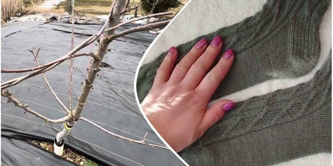 Kaimynė ant medžių kabina senas kojines: nustebsite sužinoję, kam jos skirtos