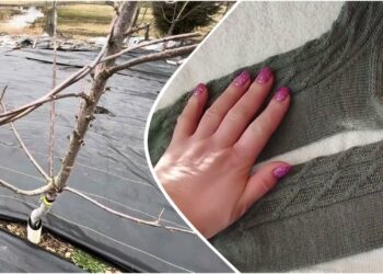 Kaimynė ant medžių kabina senas kojines: nustebsite sužinoję, kam jos skirtos