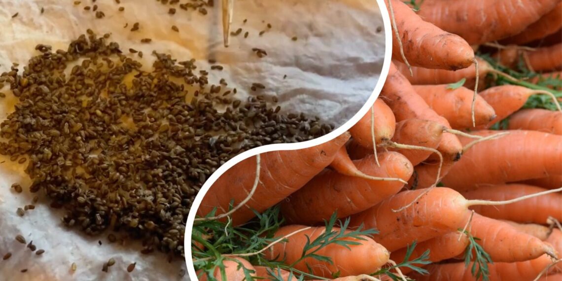 Kaip pagreitinti morkų dygimą? Paprastas mirkymo būdas