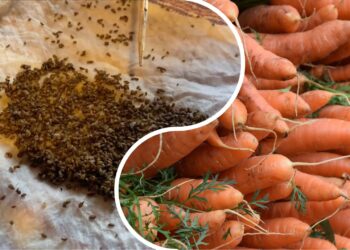 Kaip pagreitinti morkų dygimą? Paprastas mirkymo būdas