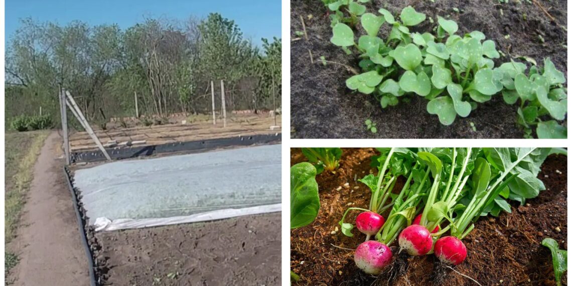 Pasėjo tik 2 lysves ridikėlių po agrodanga – derlių skynė net 10 dienų anksčiau