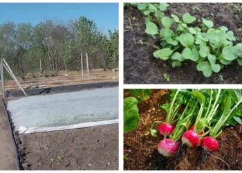 Pasėjo tik 2 lysves ridikėlių po agrodanga – derlių skynė net 10 dienų anksčiau