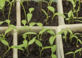 Dar nevėlu sėti paprikas: sodininkai įspėja apie klaidą, galinčią sugadinti derlių