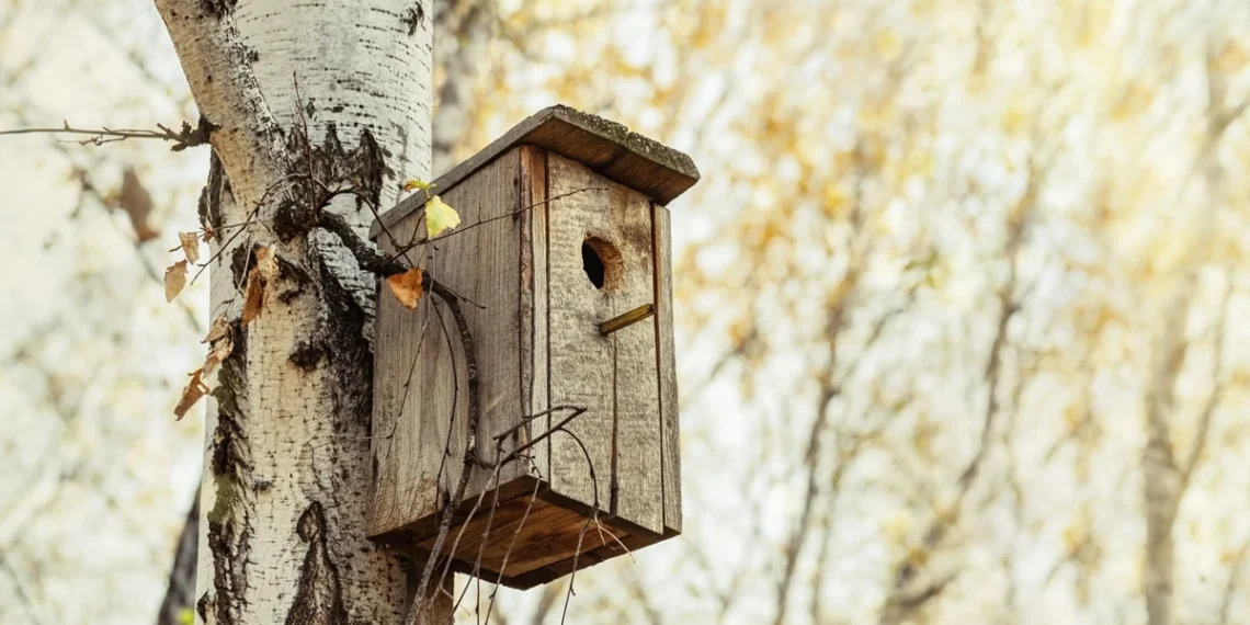 Paskutinė proga pasirūpinti inkilu: klaida, kuri gali kainuoti jauniklių gyvybes