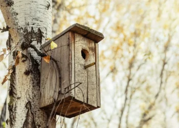 Paskutinė proga pasirūpinti inkilu: klaida, kuri gali kainuoti jauniklių gyvybes