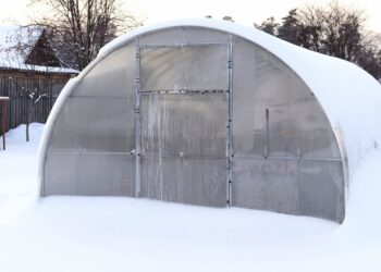 Viena klaida žiemą – ir derliaus gali nebūti: svarbus įspėjimas sodininkams