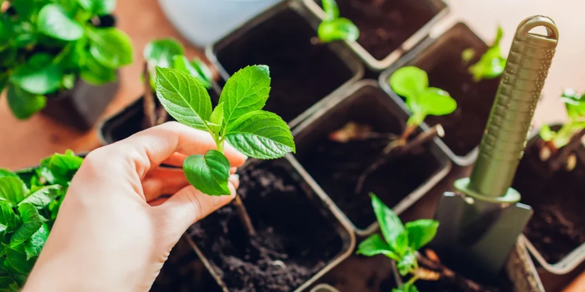 Pasodinkite hortenzijos šakelę vasarį – pavasarį turėsite gausybę sodinukų
