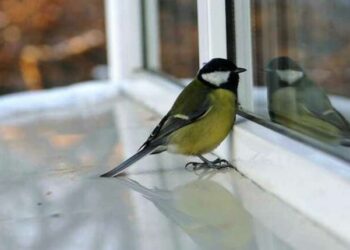 Paukštis atsitrenkė į langą? Astrologai sako, kad tai gali būti ženklas