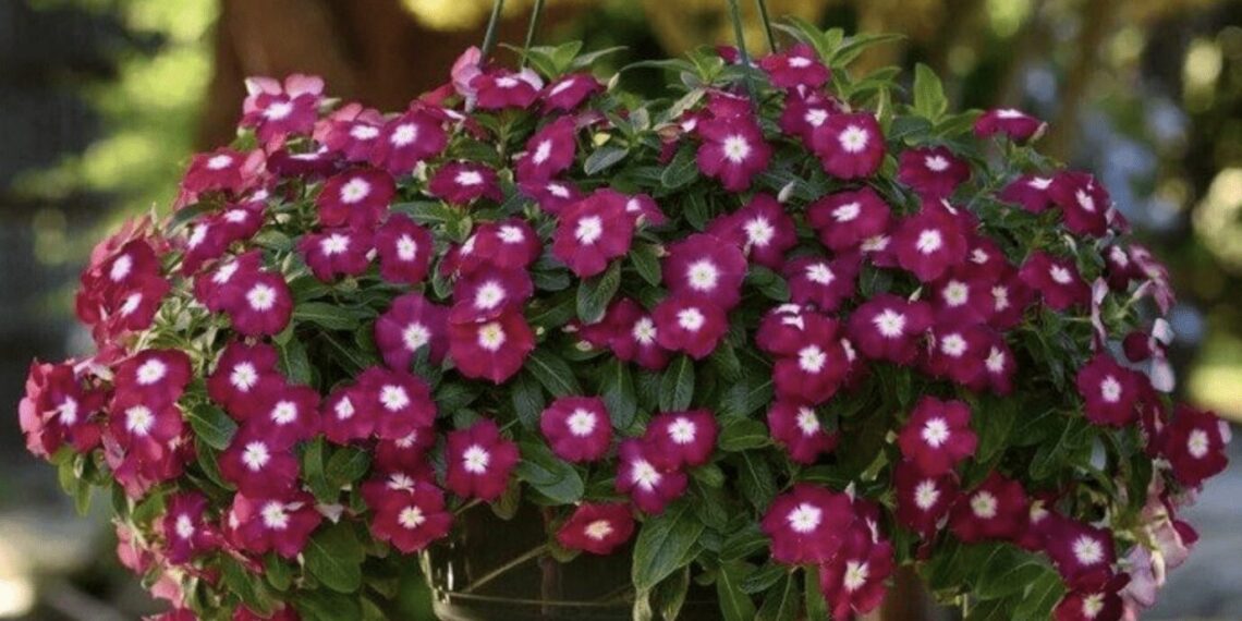 Pavargote nuo petunijų? Ši gėlė žydi iki pat šalnų ir nereikalauja daug priežiūros