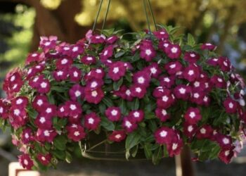 Pavargote nuo petunijų? Ši gėlė žydi iki pat šalnų ir nereikalauja daug priežiūros