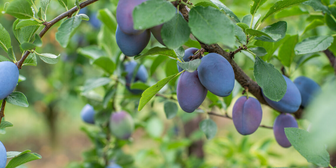 Slyvų liga naikina visą derlių: agronomai atskleidė paprastą būdą, kaip to išvengti