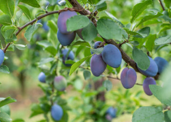 Slyvų liga naikina visą derlių: agronomai atskleidė paprastą būdą, kaip to išvengti