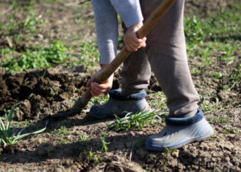 Pavasarį sodus puola pavojingos ligos: specialistai įspėja apie galimą derliaus praradimą