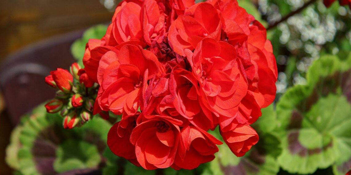 Pelargonijos po tinkamo karpymo atželia žaibiškai: 3 gudrybės vešliam žydėjimui