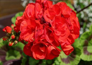 Pelargonijos po tinkamo karpymo atželia žaibiškai: 3 gudrybės vešliam žydėjimui
