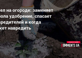 Pelenai darže: nauda ar rizika? Agronomai paaiškina, kada jie tikrai padeda