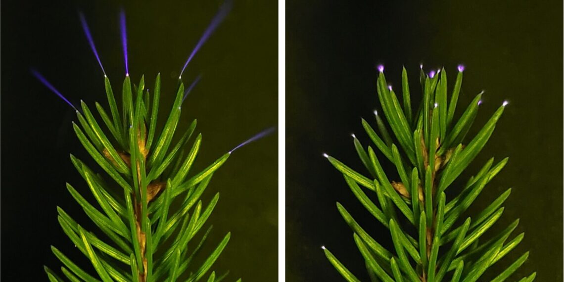 Mokslininkai nustebo: per perkūniją medžiai skleidžia nematomą šviesą