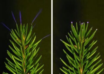 Mokslininkai nustebo: per perkūniją medžiai skleidžia nematomą šviesą