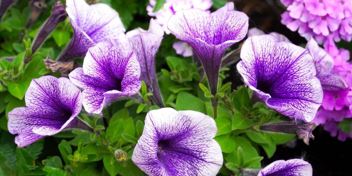 Kodėl petunijos neskleidžia žiedų? Šis paprastas sprendimas suveikia greitai