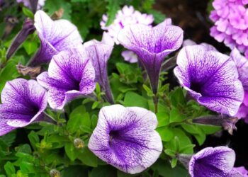 Kodėl petunijos neskleidžia žiedų? Šis paprastas sprendimas suveikia greitai