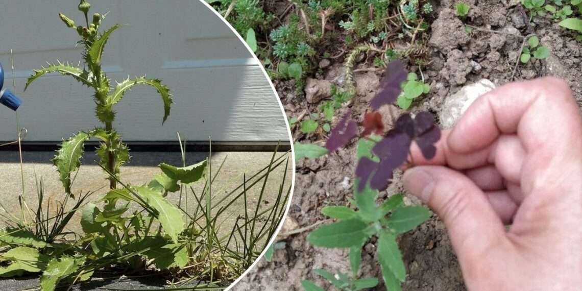 Kaip atsikratyti piktžolių be chemijos: sprendimas, kurį rasite virtuvėje, veikia 100%