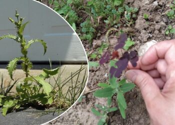 Kaip atsikratyti piktžolių be chemijos: sprendimas, kurį rasite virtuvėje, veikia 100%