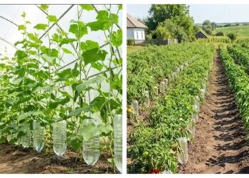 Nebereikia stovėti su laistytuvu: gudrybė iš paprastų plastikinių butelių