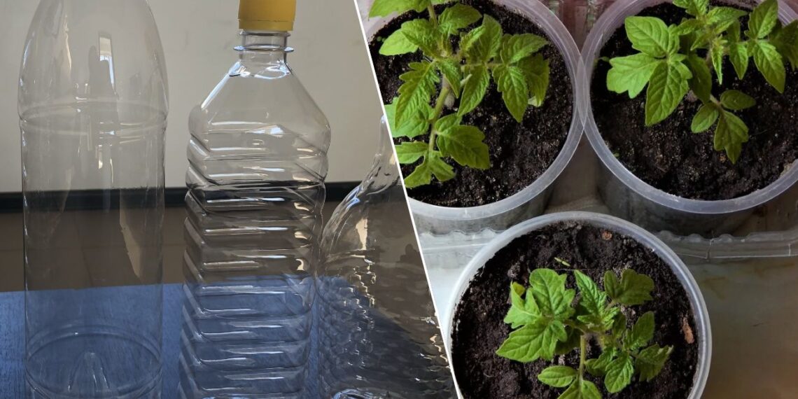 Plastikinių butelių nebemetu: ši sodo gudrybė padeda daigams augti daug stipriau