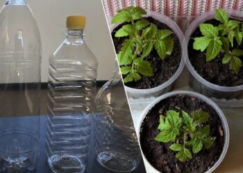 Plastikinių butelių nebemetu: ši sodo gudrybė padeda daigams augti daug stipriau