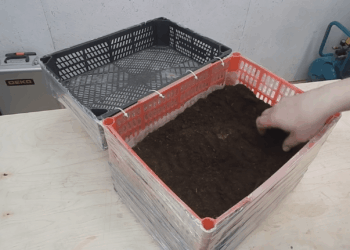 Per 15 minučių – naminis šiltnamis: paprastas sprendimas apsaugoti daigus