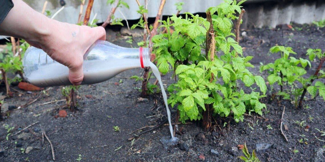 Kuo patręšti avietes pavasarį? 3 pagrindinės trąšos gausiam derliui