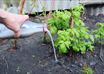 Kuo patręšti avietes pavasarį? 3 pagrindinės trąšos gausiam derliui