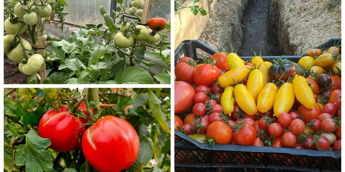 Pomidorai neserga ir negeltonuoja: prie šaknų dedu vieną daiktą, kurį daugelis tiesiog išmesdavo