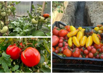 Pomidorai neserga ir negeltonuoja: prie šaknų dedu vieną daiktą, kurį daugelis tiesiog išmesdavo