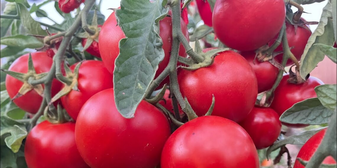 Pomidorai nustojo sirgti po šio triuko: vienas paprastas veiksmas ir milžiniškas derlius net per karščius