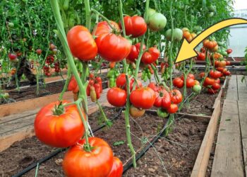Žada kalnus derliaus, bet yra viena sąlyga: šis pomidoras skirtas tik šiltnamiui