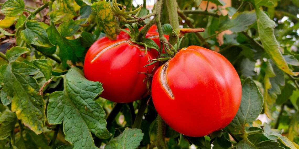 20 minučių triukas, kuris išgelbėjo pomidorų daigus: patarimas iš ukrainietės daržininkės