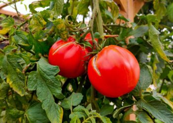 20 minučių triukas, kuris išgelbėjo pomidorų daigus: patarimas iš ukrainietės daržininkės