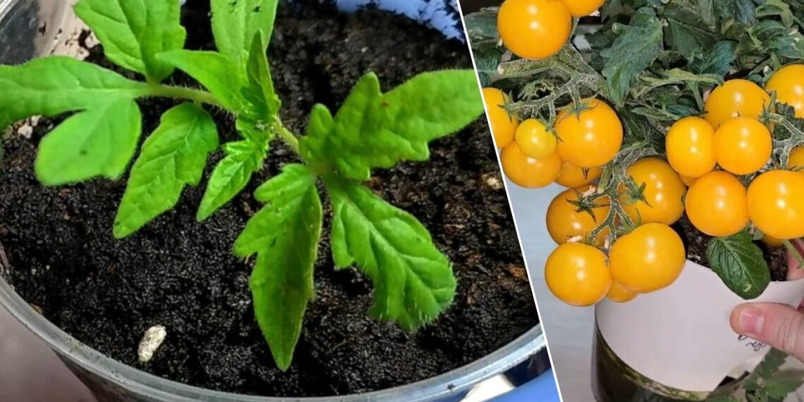 Pomidorų daigams nebūtina lempa? Šis rytinis triukas gali sustiprinti stiebus