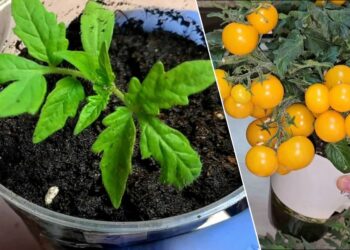 Pomidorų daigams nebūtina lempa? Šis rytinis triukas gali sustiprinti stiebus