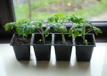 Paprastas pomidorų sėjos būdas be papildomų ritualų, padedantis daigams greičiau augti