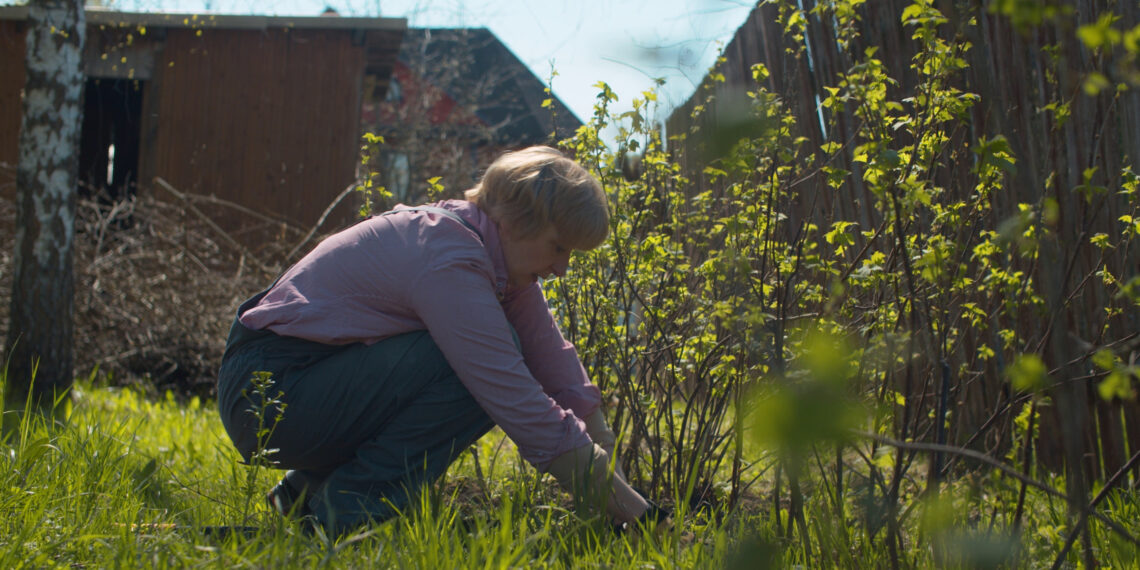 Neišmeskite bulvių lupenų: serbentai už tai atsidėkos gausiu derliumi