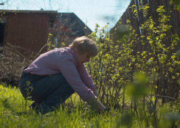 Neišmeskite bulvių lupenų: serbentai už tai atsidėkos gausiu derliumi